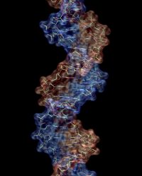 A detailed 3D molecular model of a DNA double helix strand