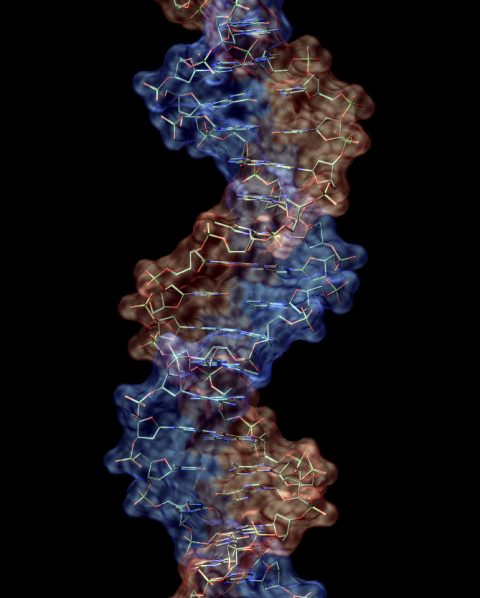 A detailed 3D molecular model of a DNA double helix strand