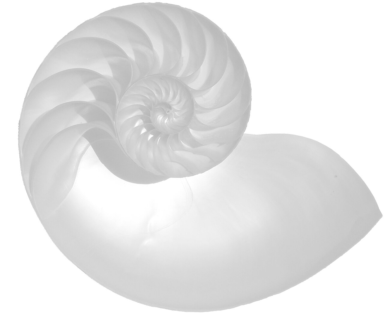 A translucent white nautilus shell cut open to reveal its logarithmic spiral chambers