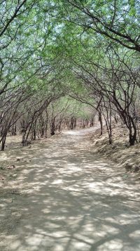 A peaceful shaded forest path with dappled sunlight