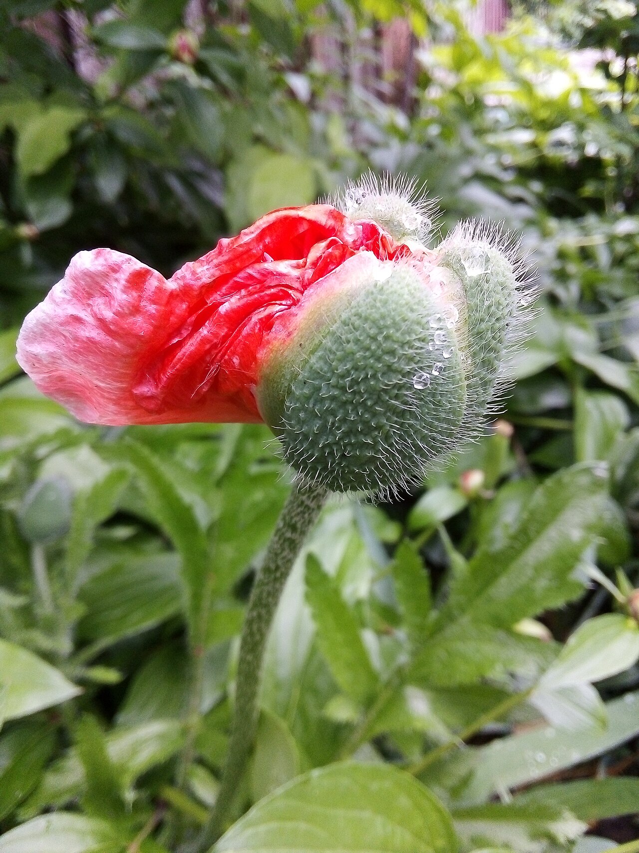 A close-up of a red poppy flower opening from its fuzzy green bud, covered in raindrops