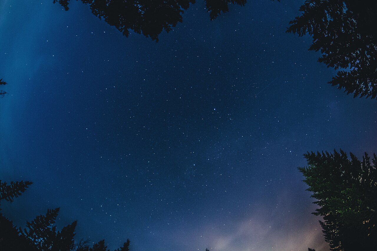 A star-filled night sky framed by dark silhouetted trees